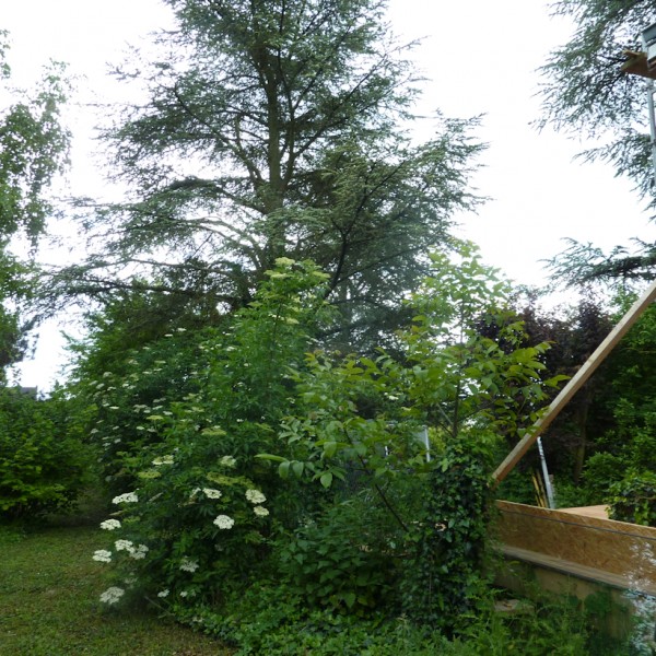 La végétation environnante de la parcelle